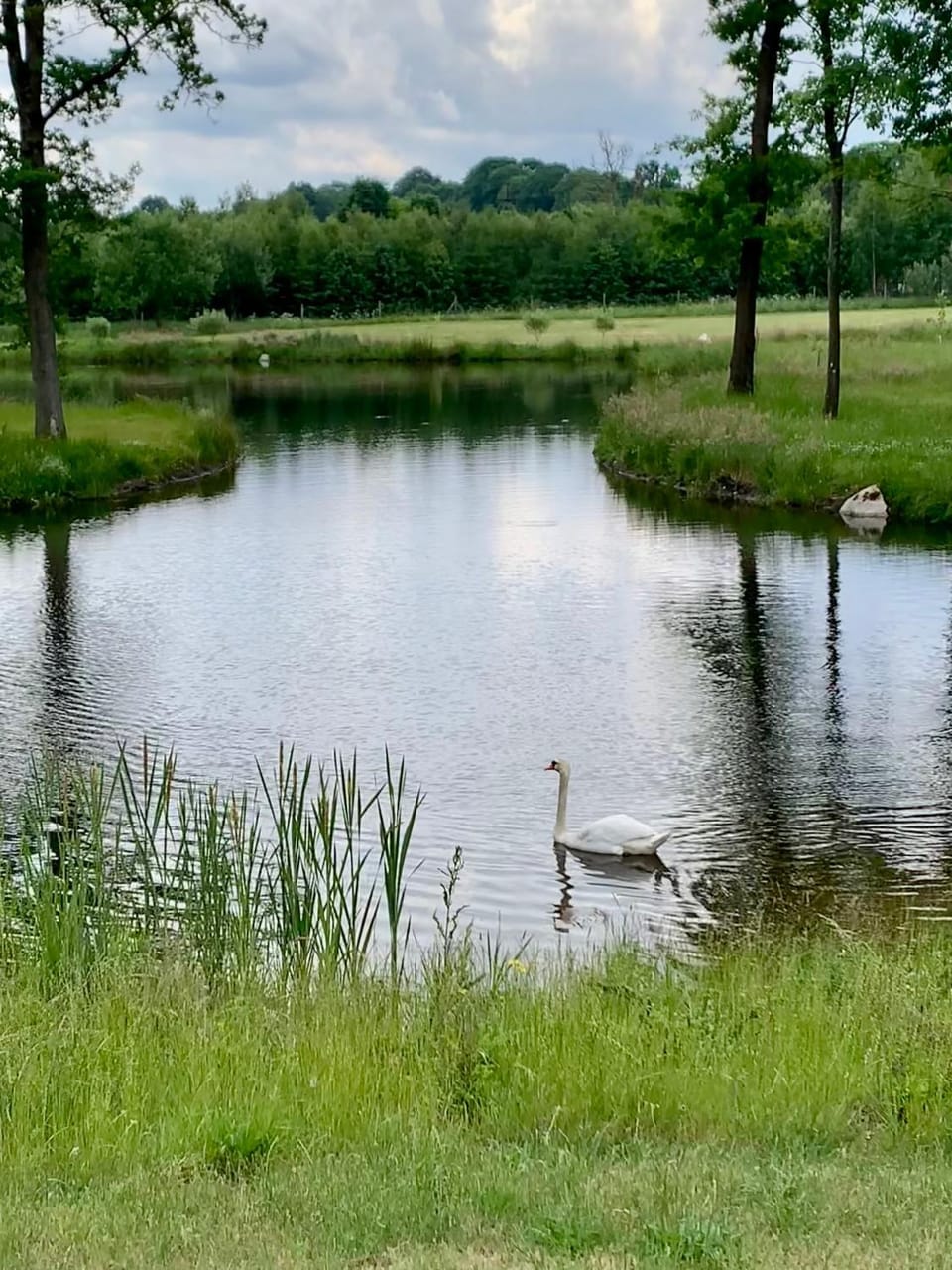 Lake view