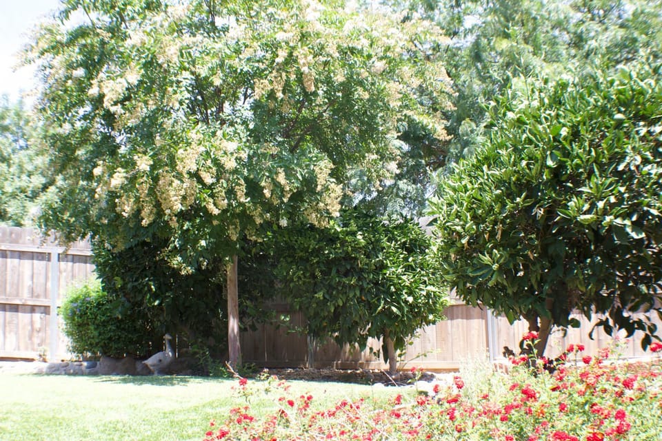 Garden view