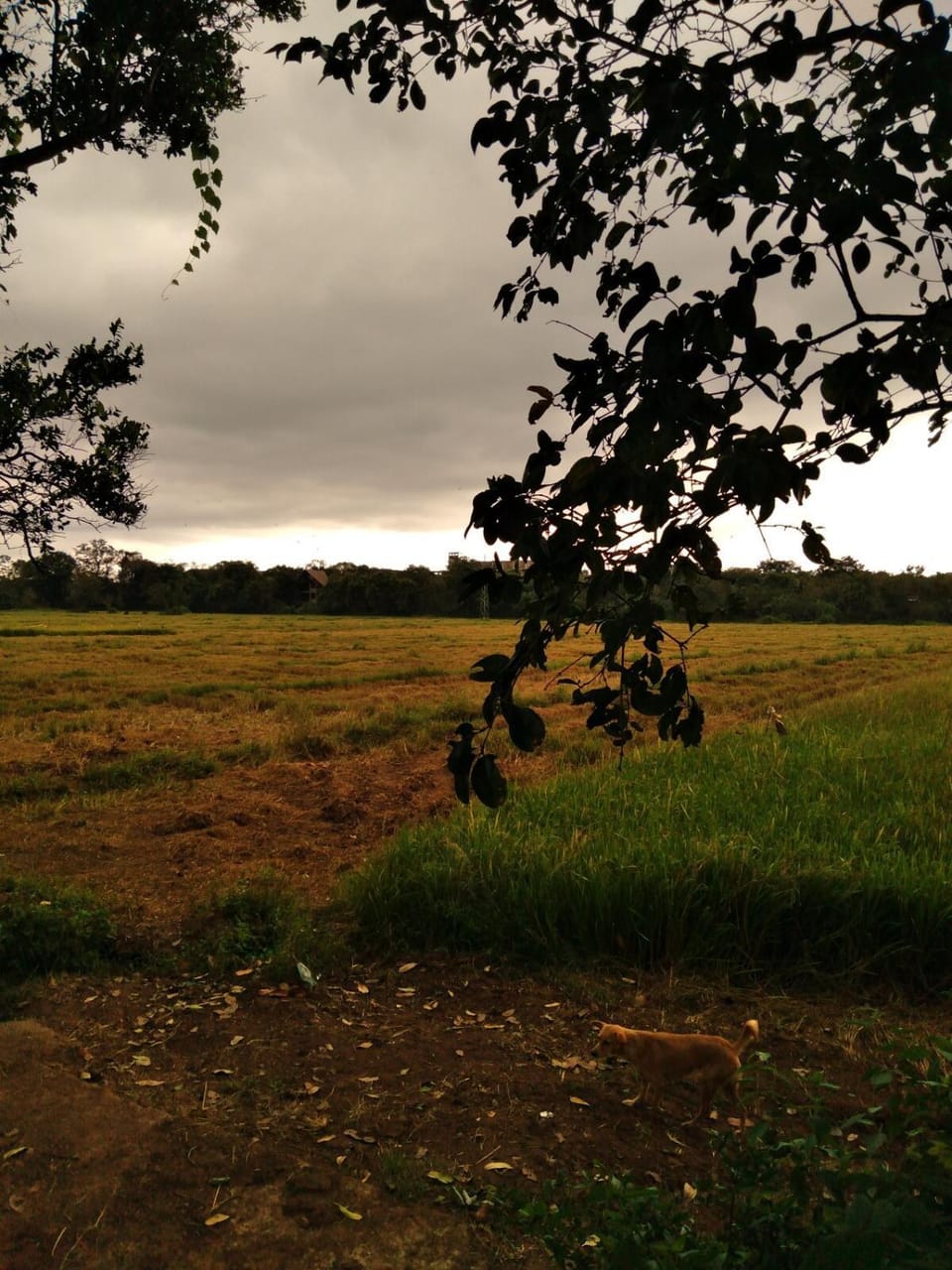 Natural landscape