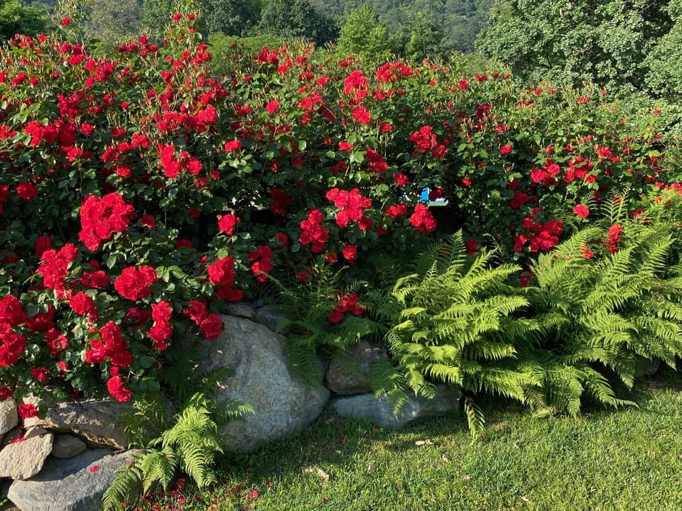 Garden, Garden view