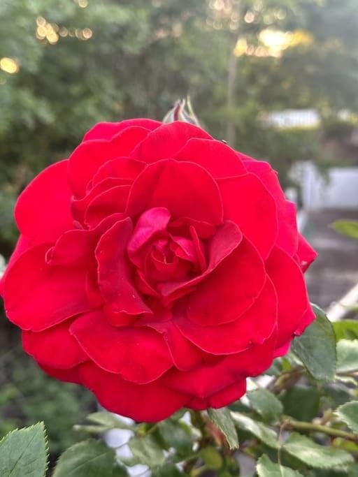Day, Garden