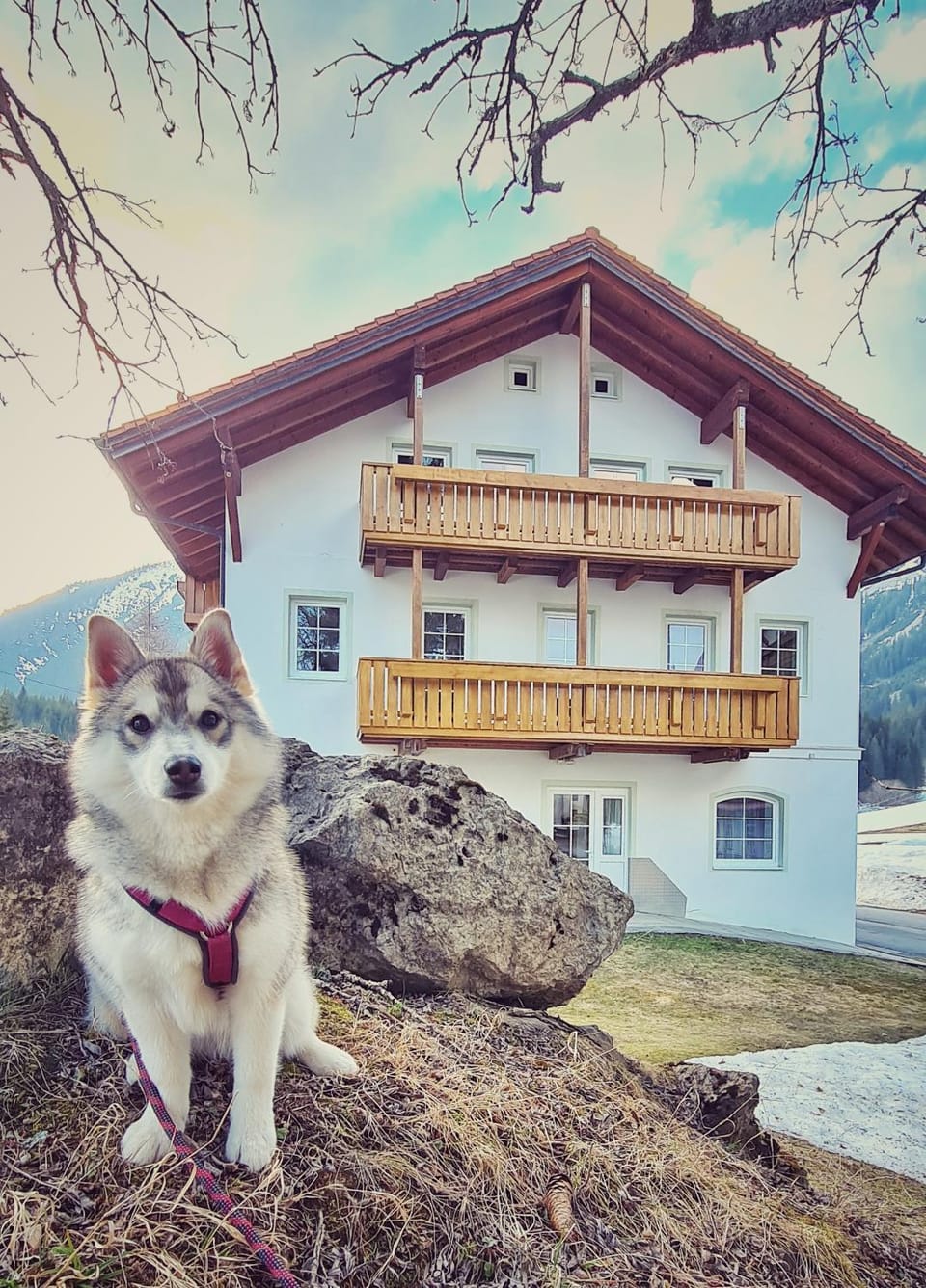 Property building, Animals, Pets