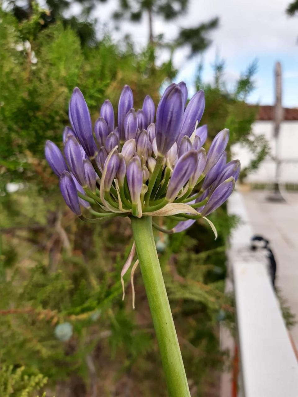 Off site, Garden