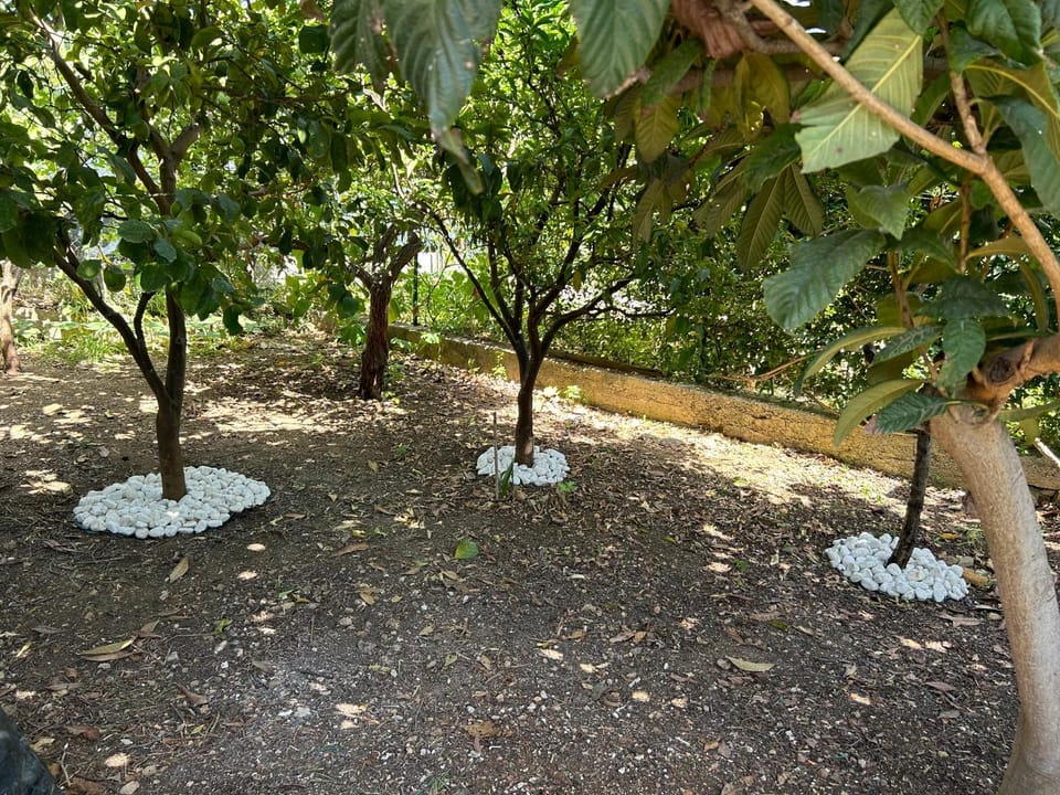 Spring, Garden, Garden view