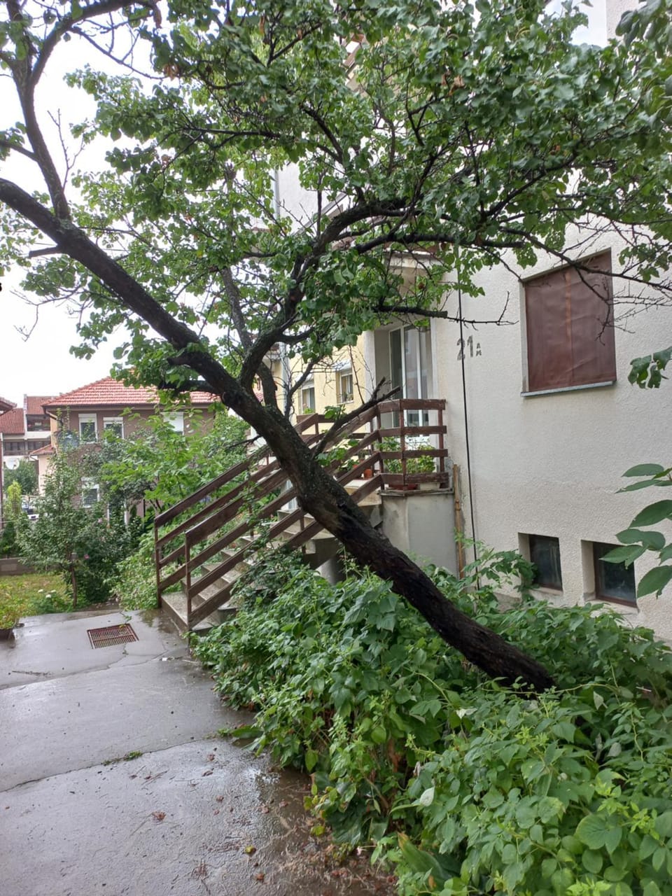 Garden view
