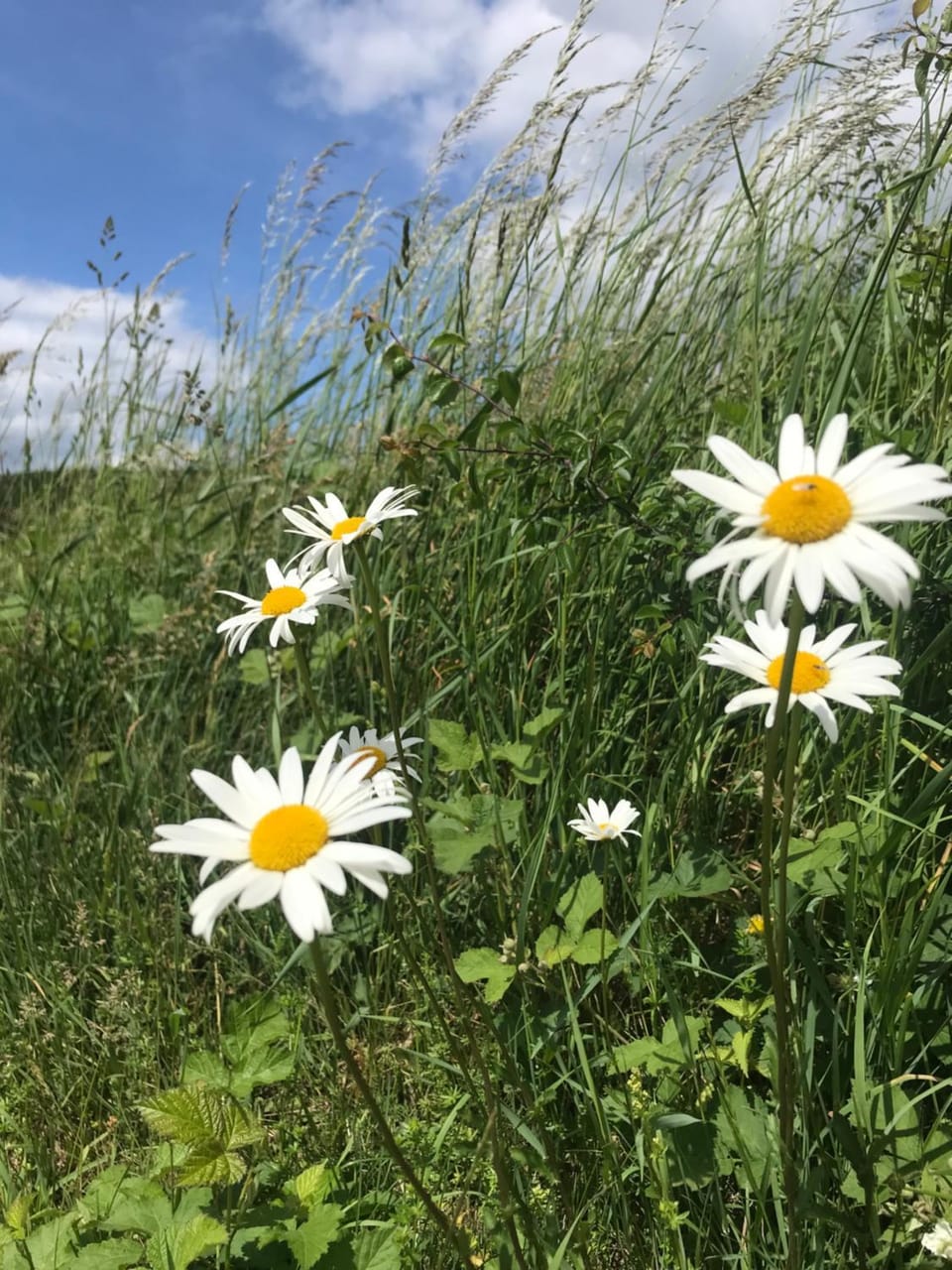 RechHof Urlaub bei Tieren Apartment in Bad Neuenahr-Ahrweiler