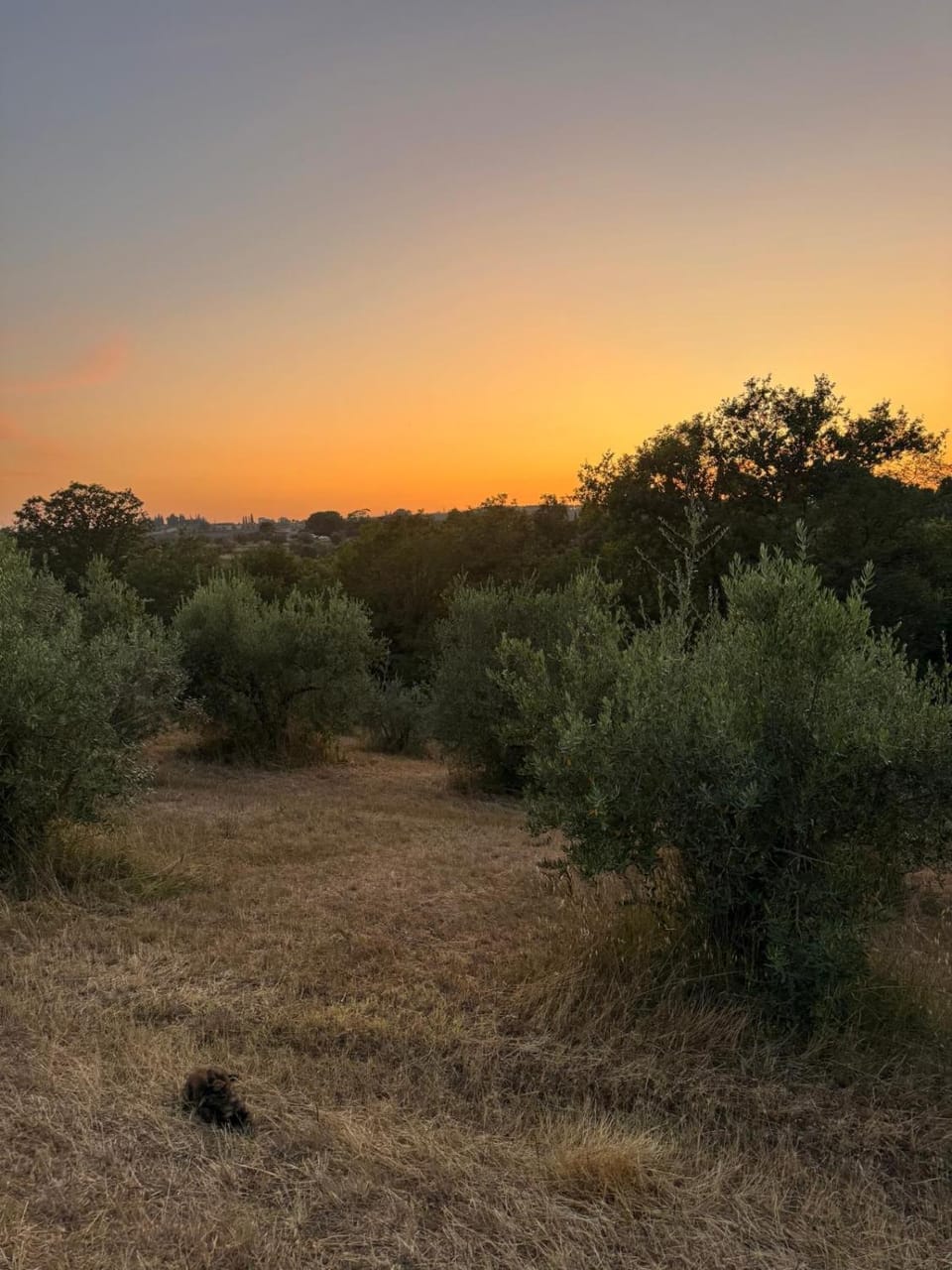 Garden, Sunset