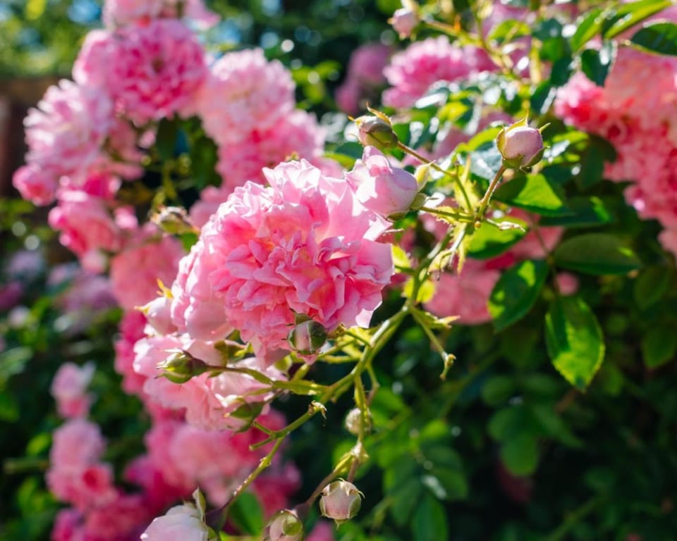 Spring