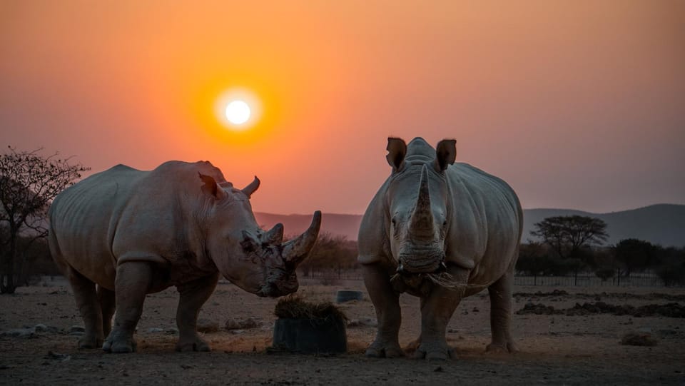 Animals, Sunset
