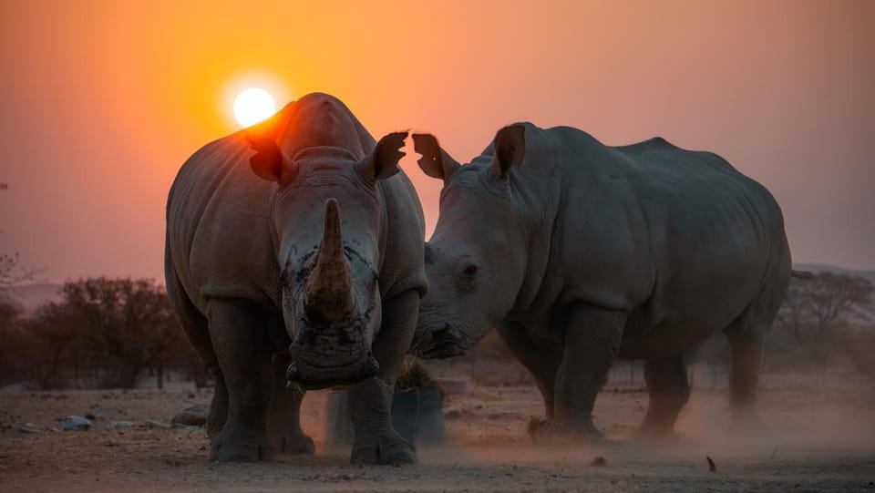 Animals, Sunset