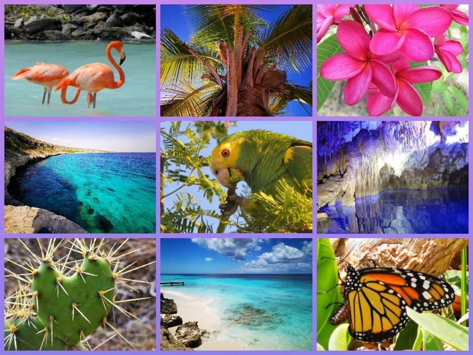 Animals