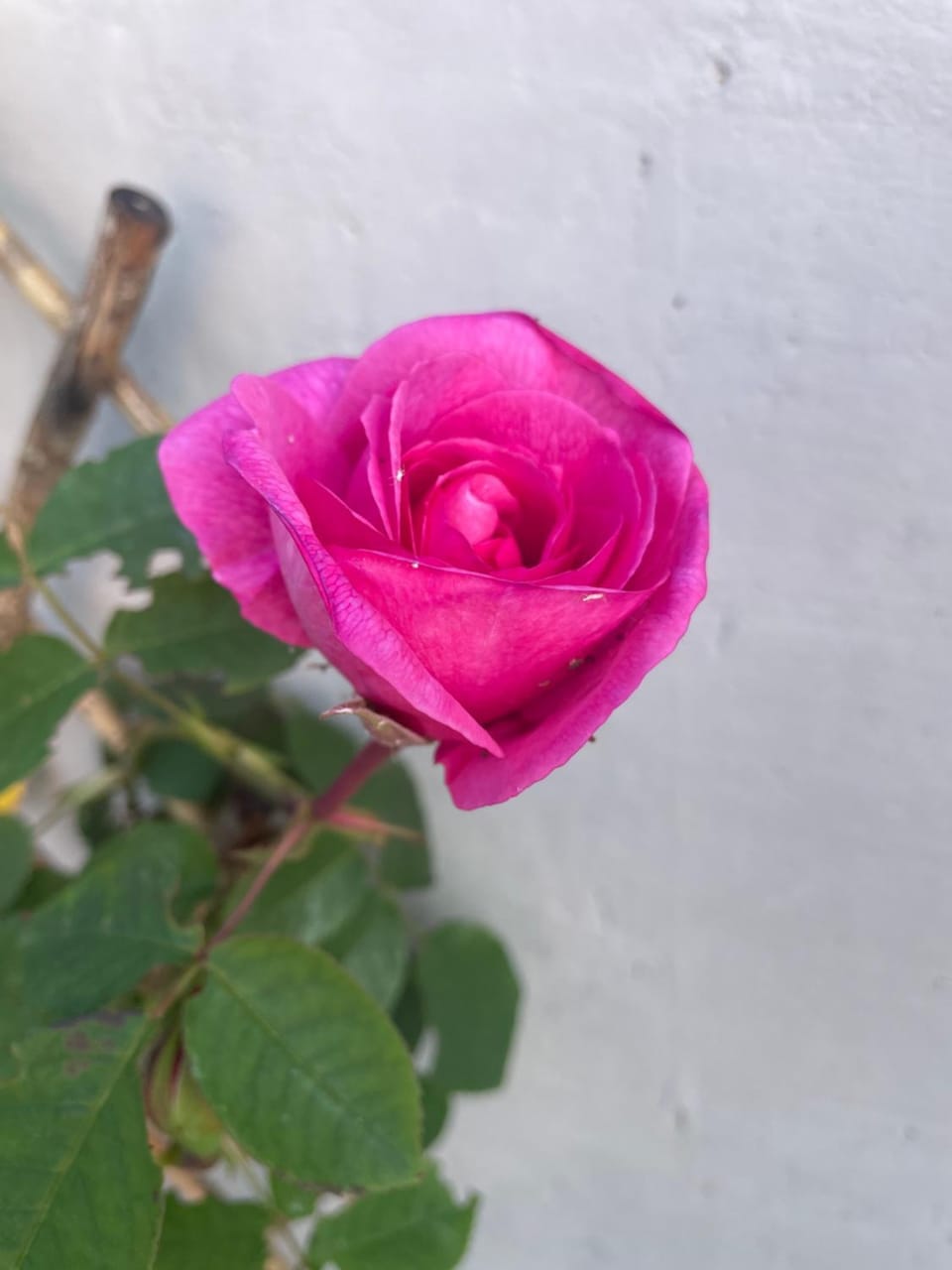 Coastal Joy - Room 4 Bed and Breakfast in England