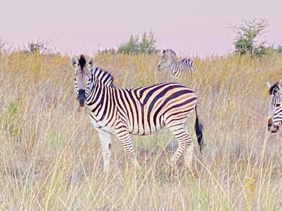Day, Animals