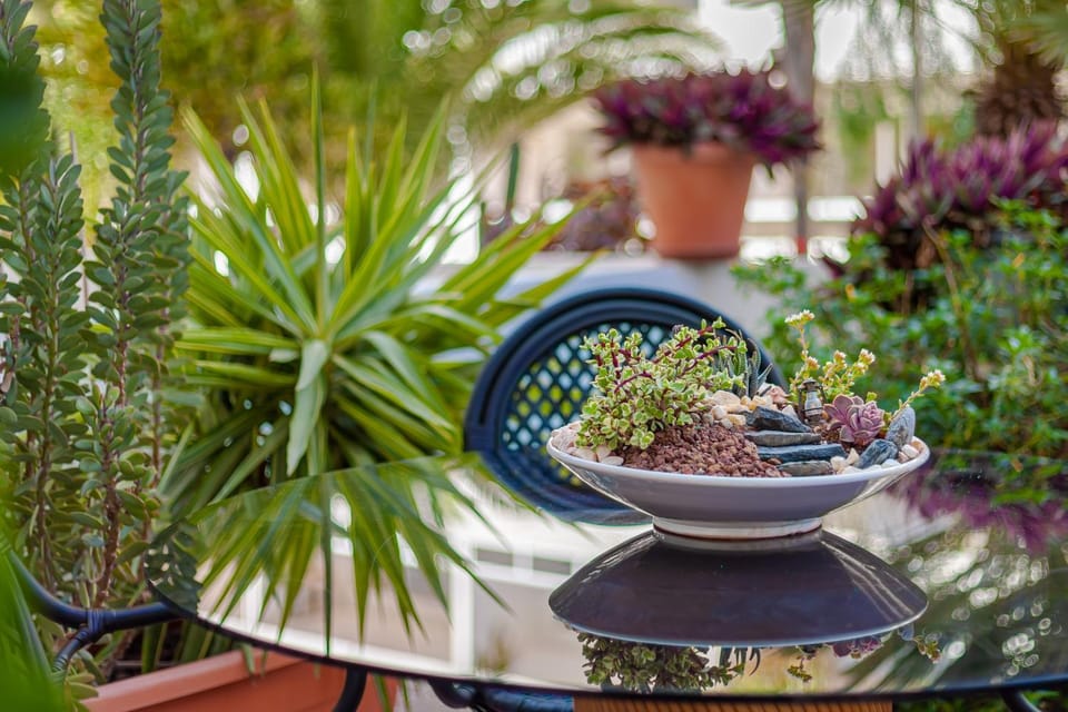 cactus Apartment in Maspalomas