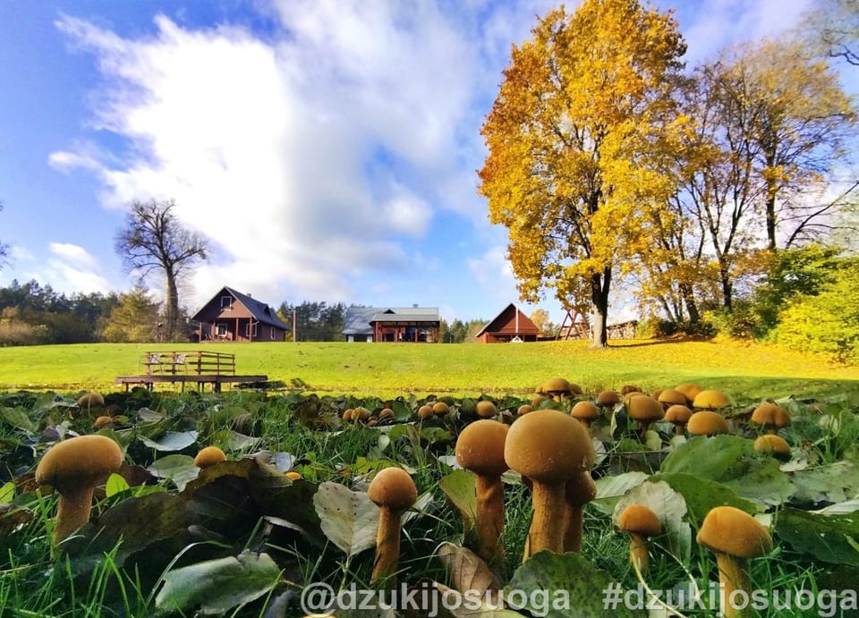 Day, Natural landscape, Autumn, Garden view, Inner courtyard view
