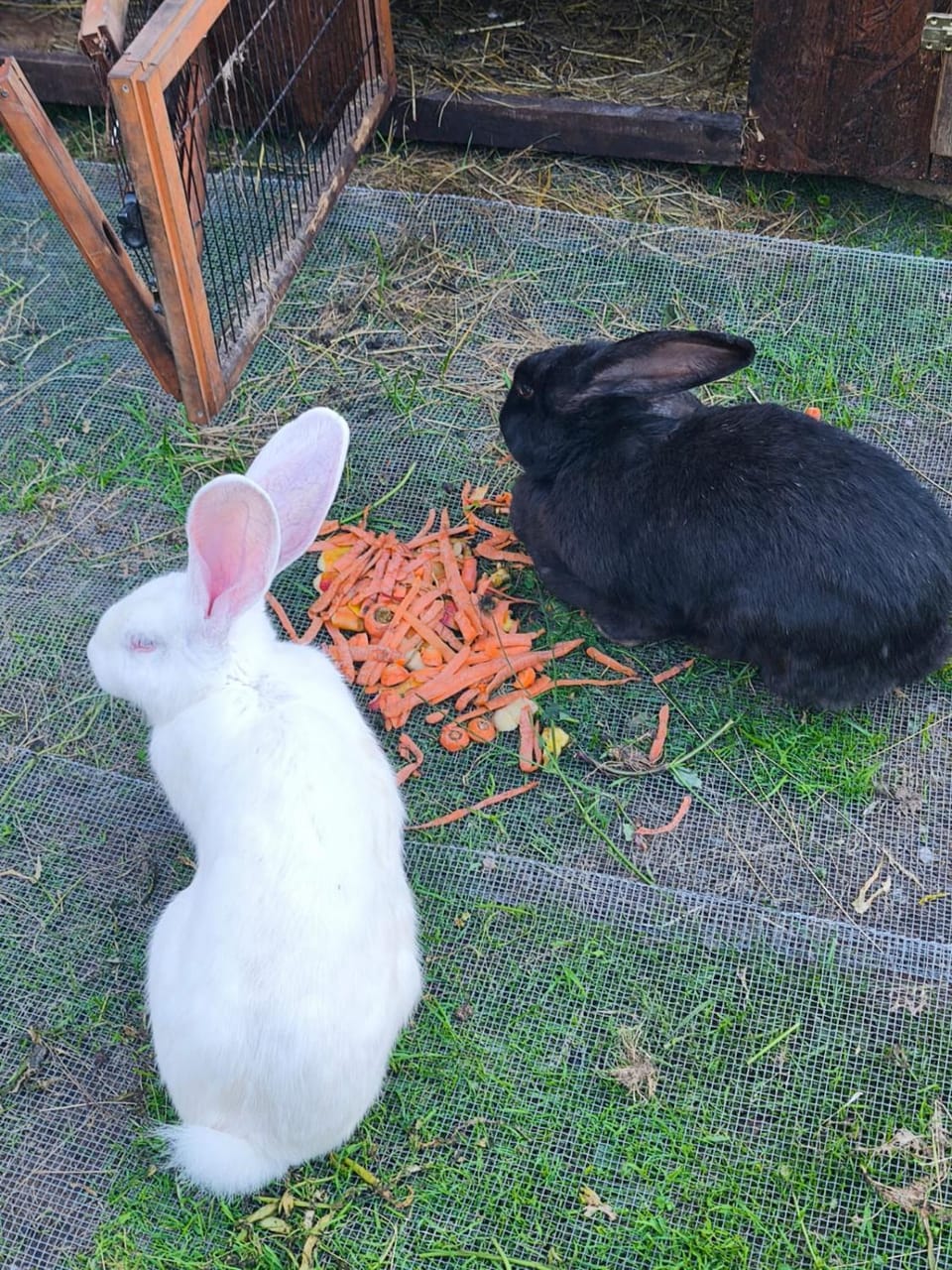 Animals