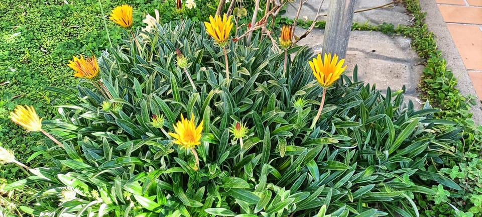 Spring