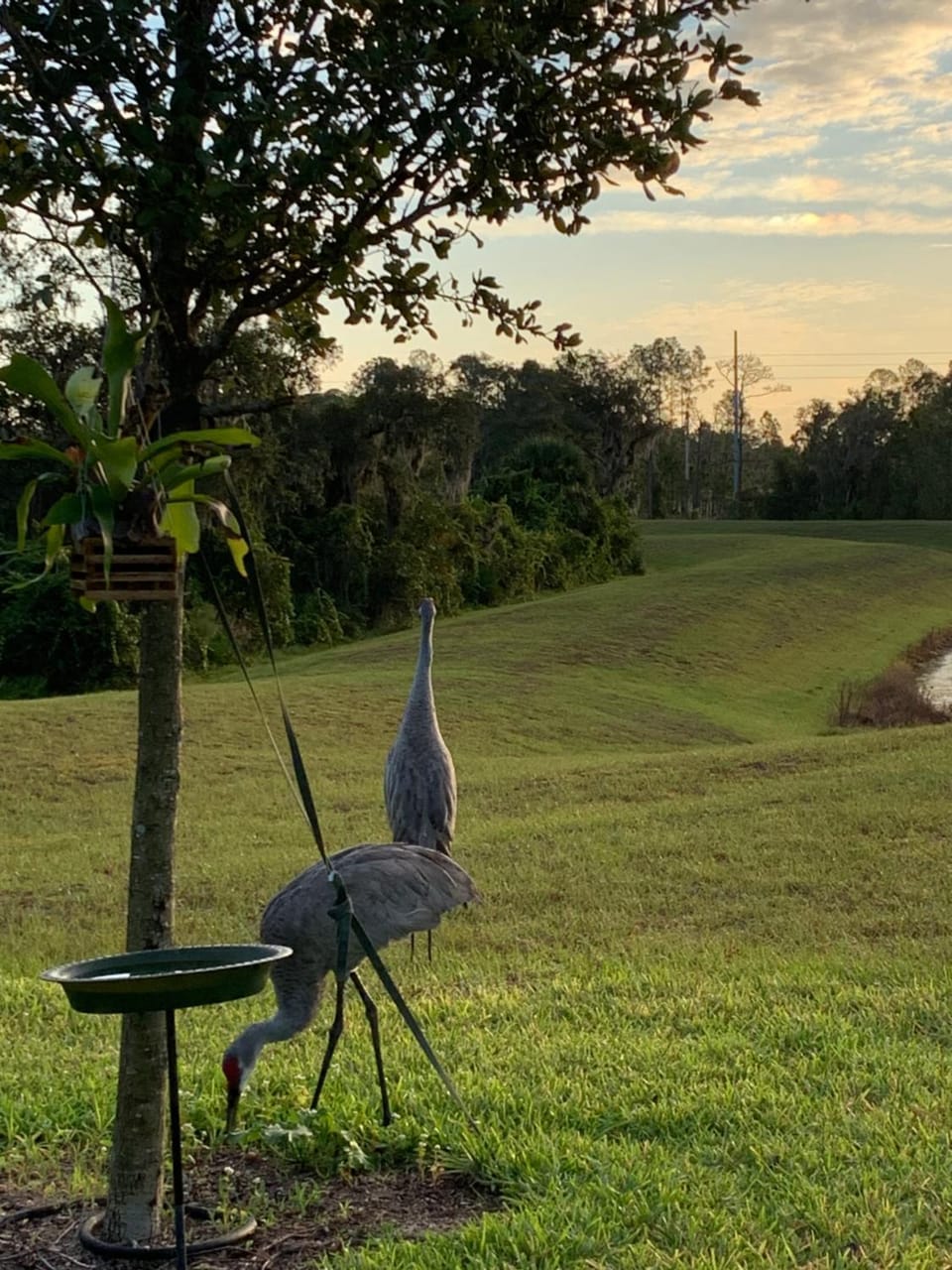 Natural landscape, Garden view