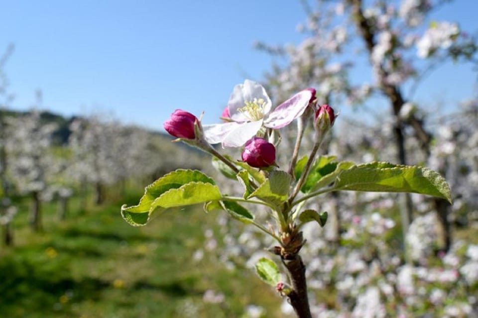 Natural landscape, Garden