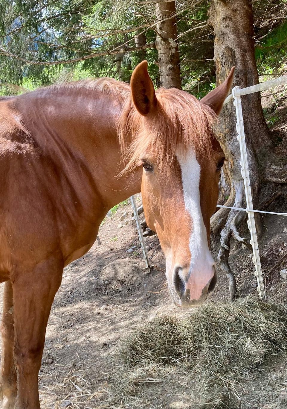 Horse-riding