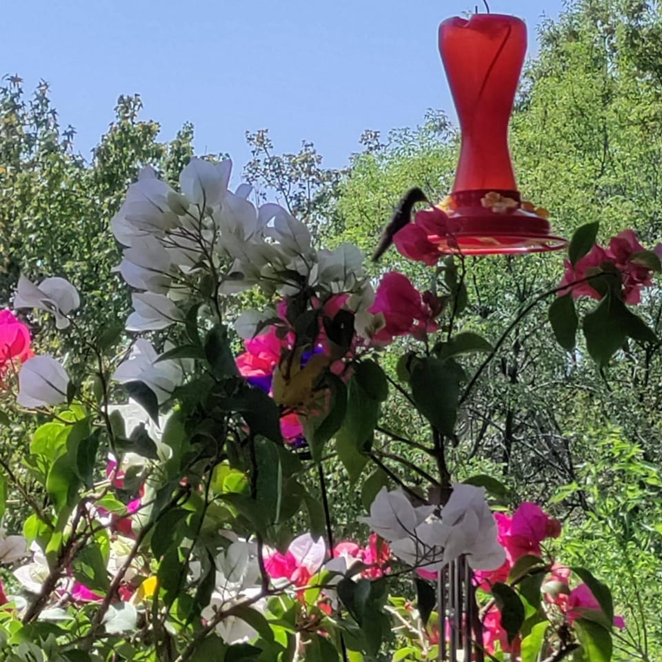 Garden view