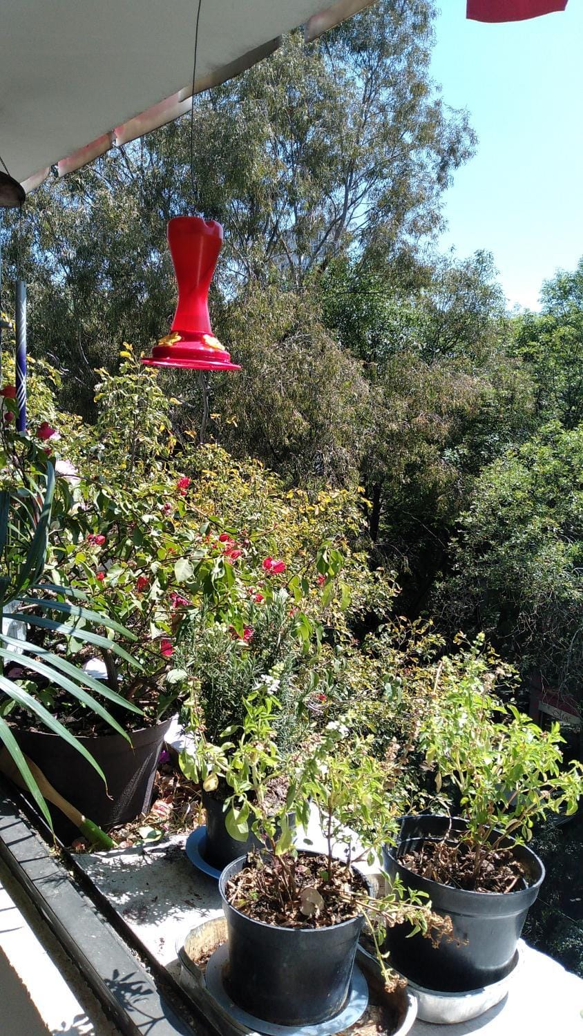 Garden view