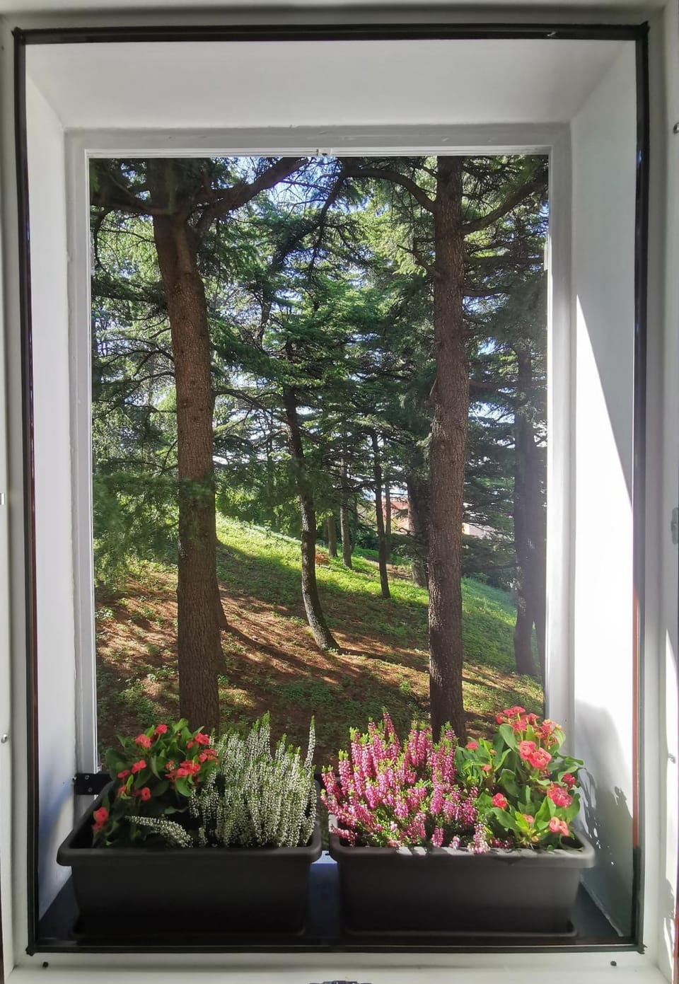 Day, Garden, View (from property/room), Garden view