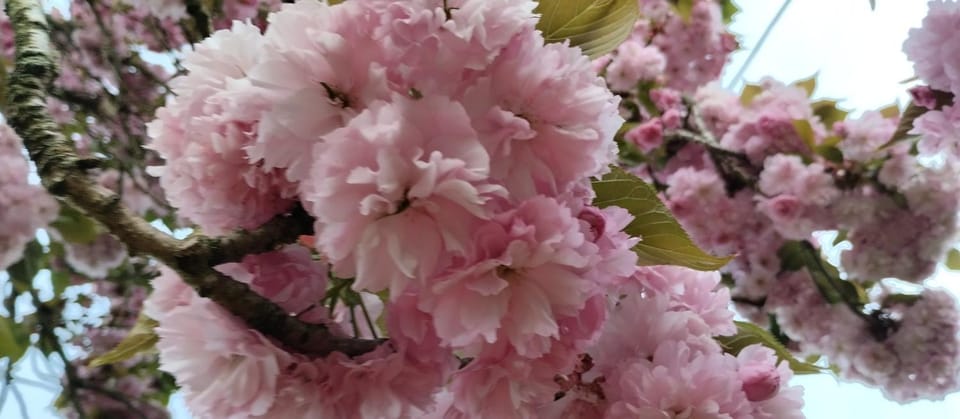 Spring