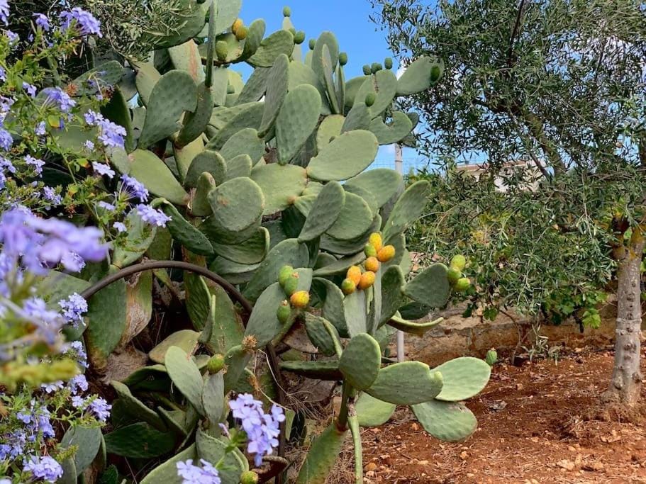 AL PEPE NERO - Casa in campagna a soli 5 minuti dal mare Apartment in Apulia