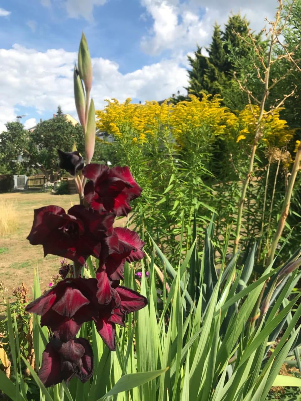 Garden view