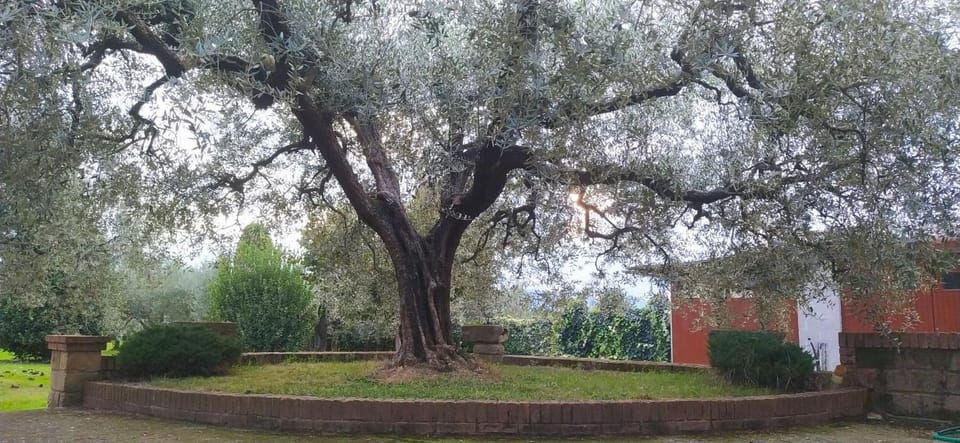Casolare L'Antico Olivo House in Emilia-Romagna