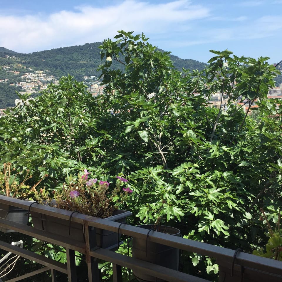 Garden view