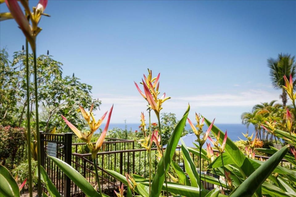 Kona Westwind 1 House in Holualoa