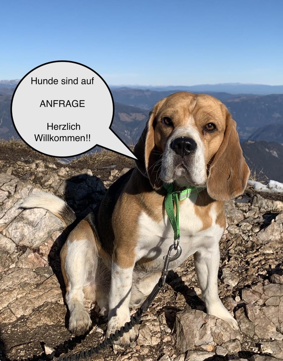 Pets, Pets, pet friendly, pet friendly