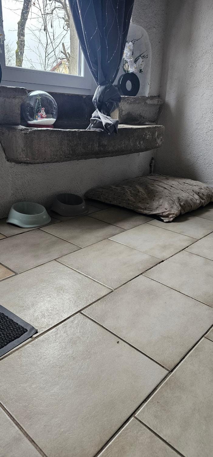 pet friendly, pet friendly
