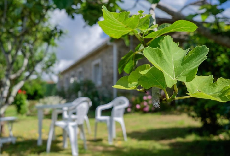 Property building, Summer, Garden