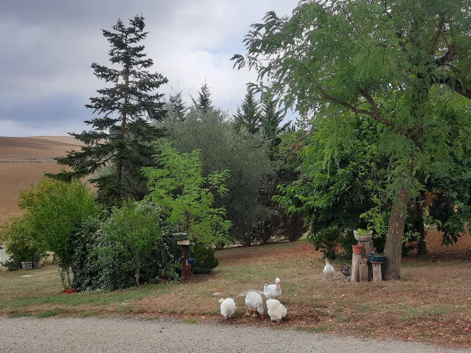 Garden, Garden view