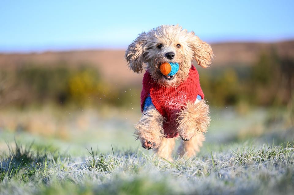 The Getaway - The Red Kite - Pet Friendly Luxury Glamping Cabin - Adults Only Cabin in County Waterford