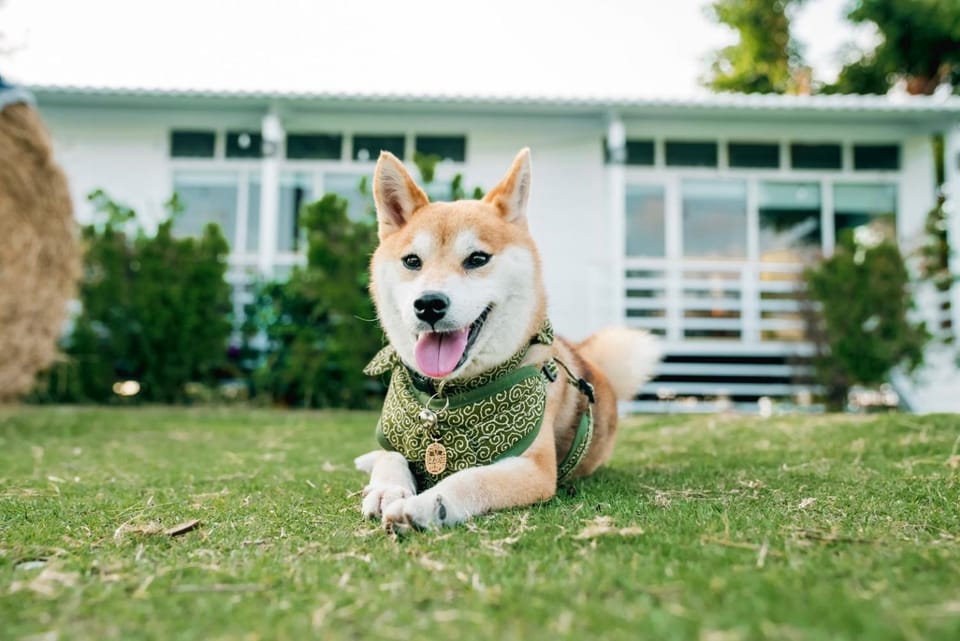 Animals, Pets, Pets