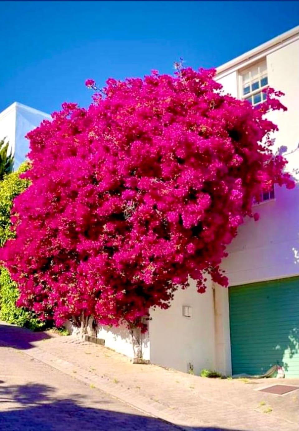 Bougainvillea House - The Heart of Simonstown Apartment in Cape Town