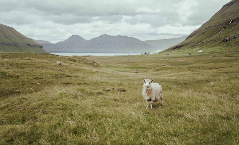 Natural landscape, Animals, Mountain view