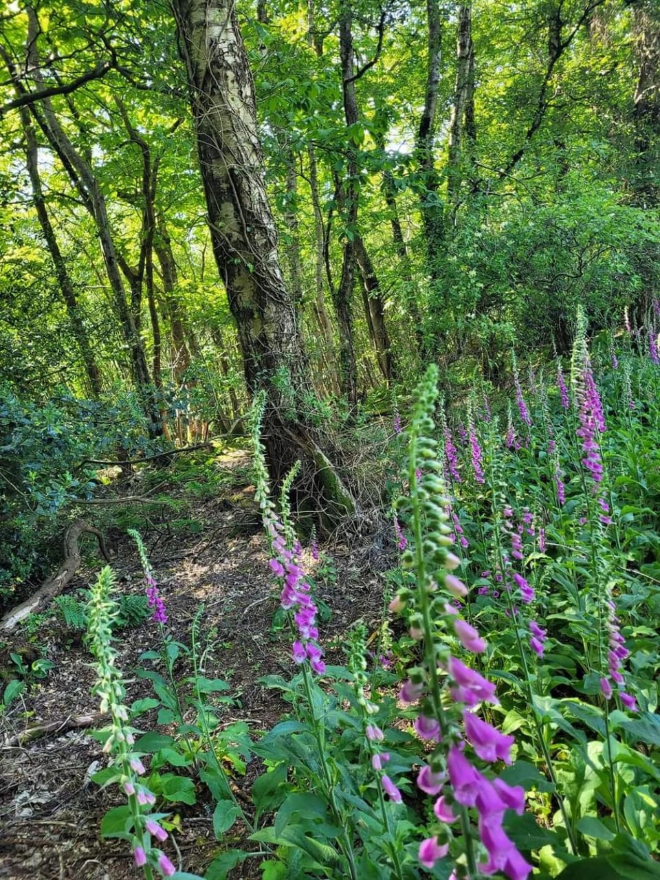Natural landscape