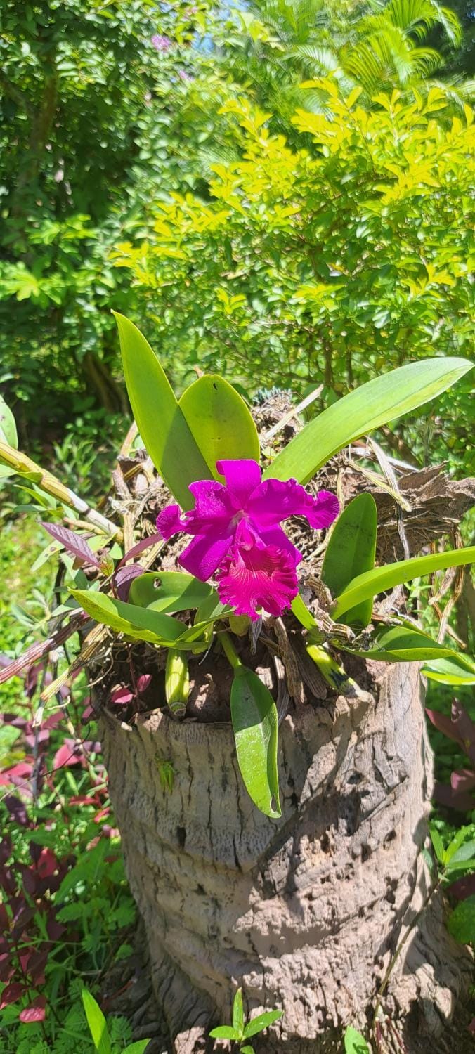 Xuanmai Garden Resort Bed and Breakfast in Laos