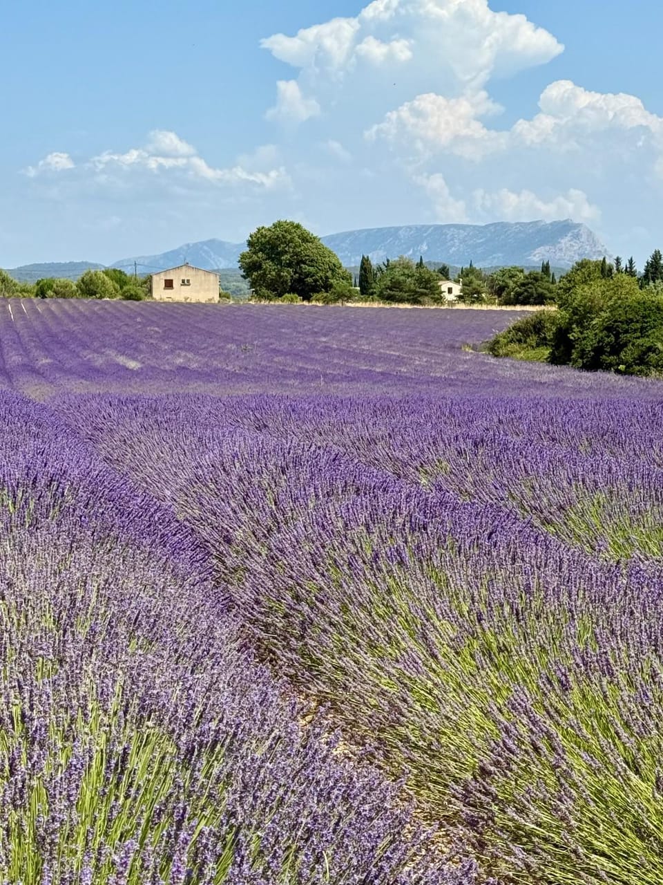 Villa Victoire au coeur de la Provence Villa in Aix-en-Provence