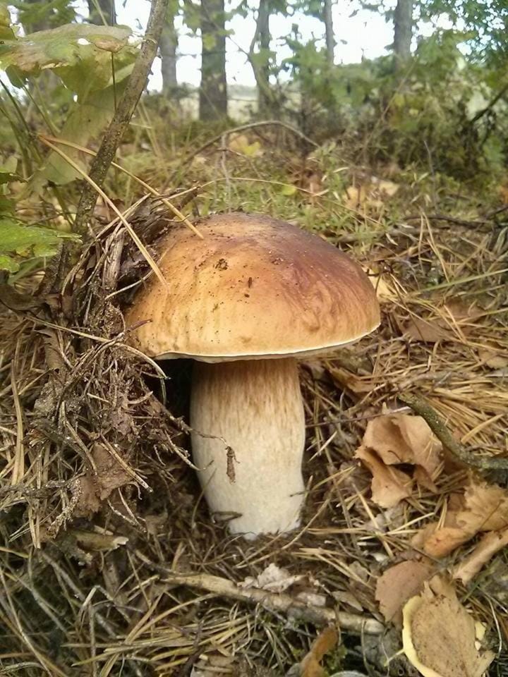 Nearby landmark, Natural landscape