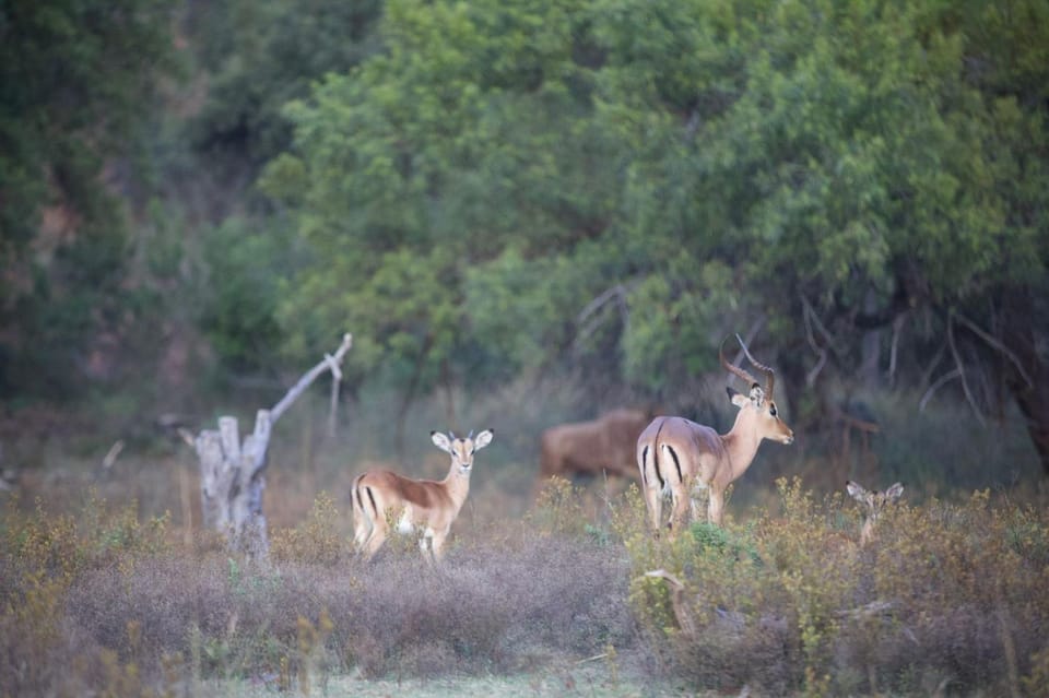 Animals