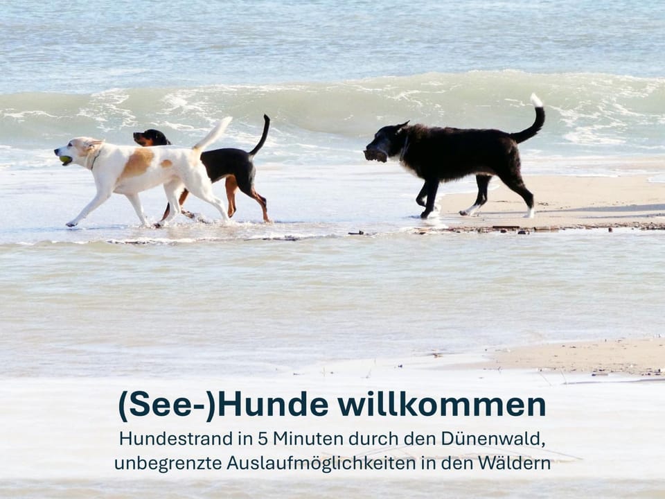 Neighbourhood, Pets