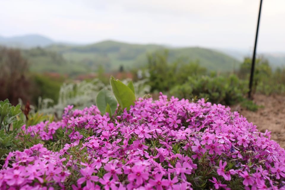 Natural landscape, Garden