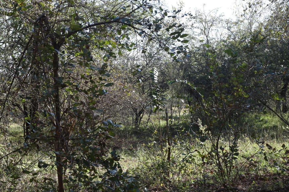 Garden, Garden view