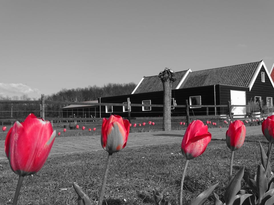 de Tulp Bed and Breakfast in Zeeland, Netherlands